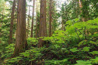Ancient Forest